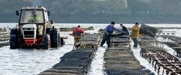 Oyster Farm Tour & Tasting