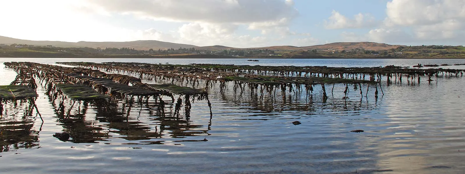 Wide angle view of oyster beds in Ballinakill bay, with Connemara hills in the background.