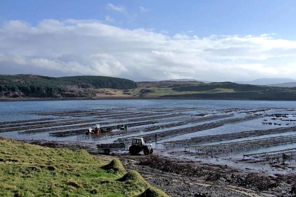 Ballinakill Bay with Oyster Pots wp-image-1404