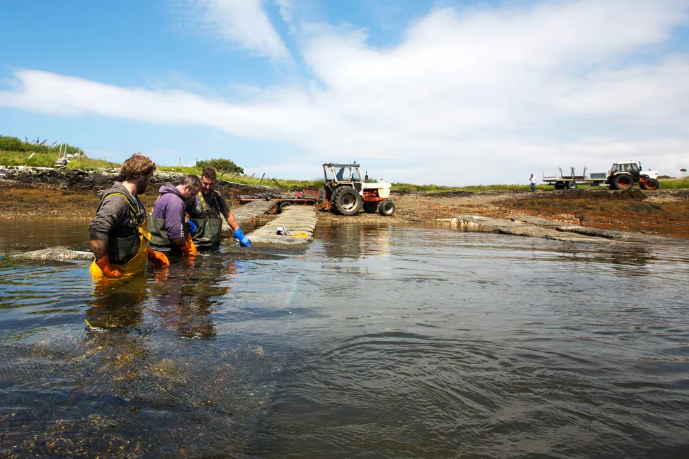 DK Connemara Oysters Farmers waist deep in the water with oyster cages and tractors on the shore. wp-image-1403