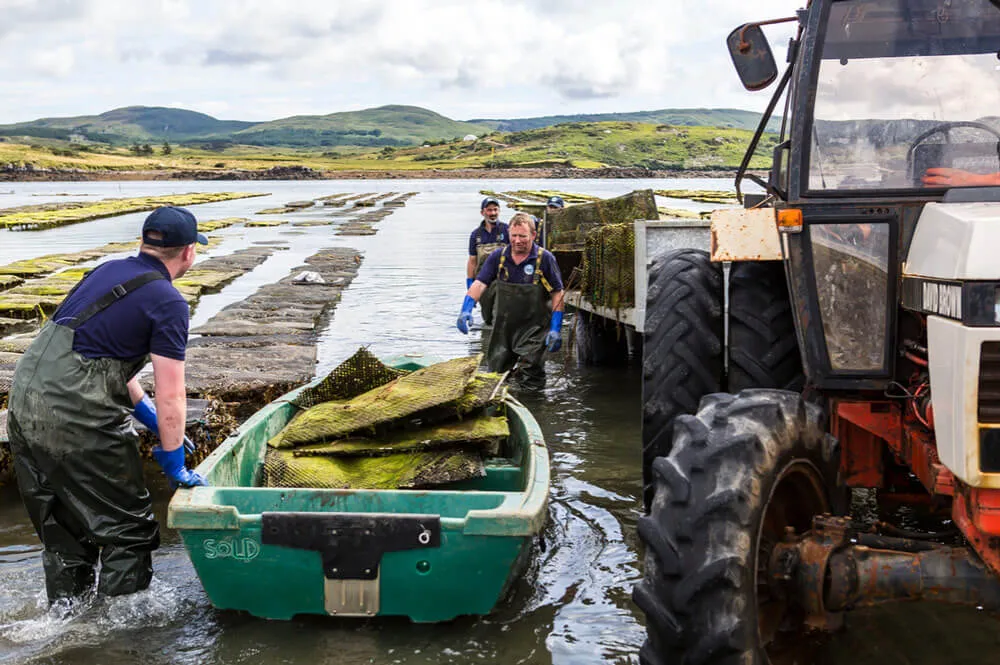 Four Oyster Farmers loading oyster cages from Ballinakill bay off a boat into a tractor trailer. wp-image-1412