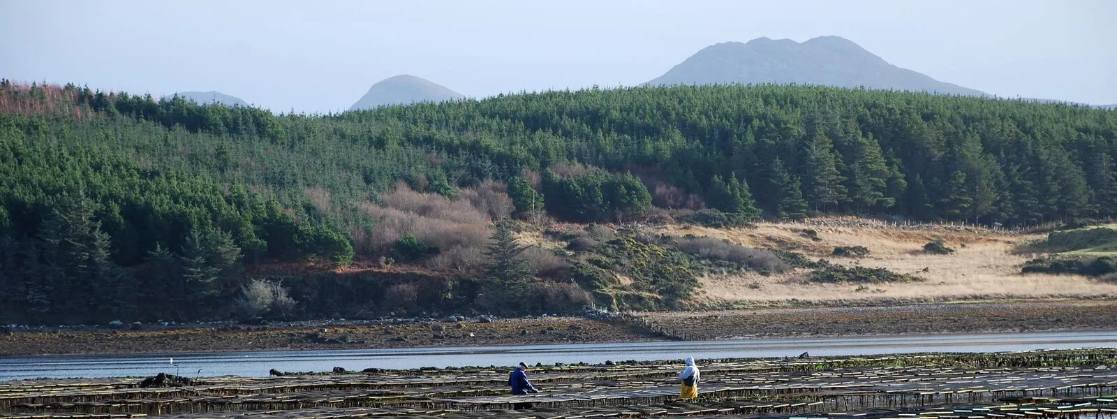 Oyster Cages in Ballinakill Bay and Farmers in front of a wooded Connemara hillside and Mountains.