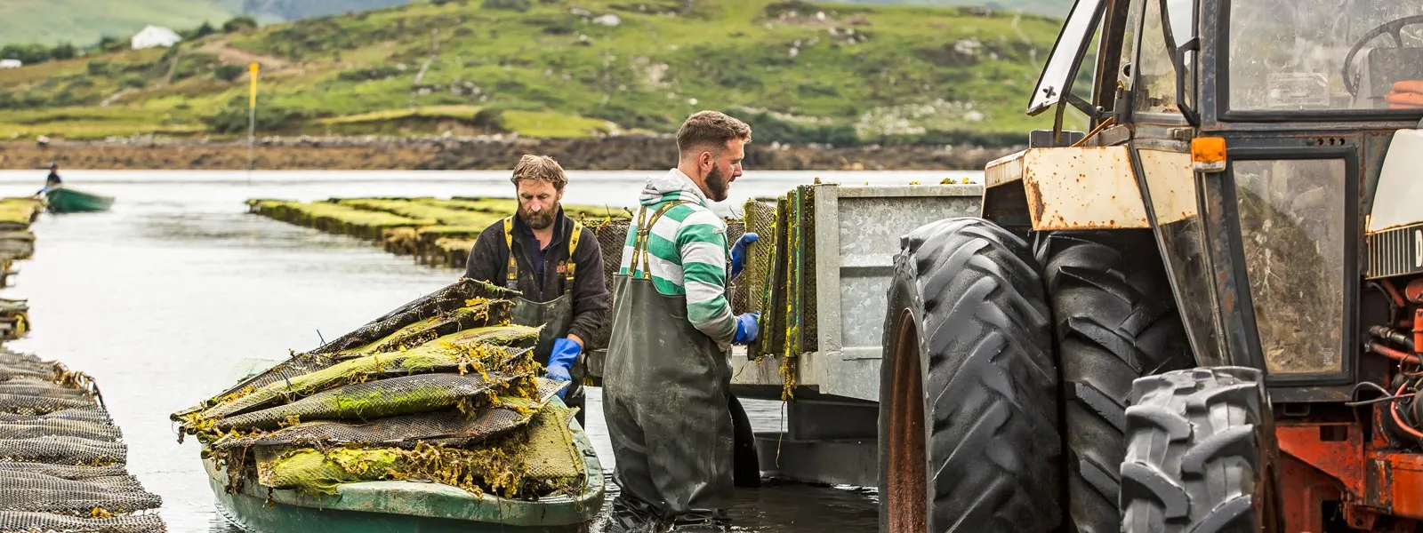 Oyster farm workers load oyster cages from the boat to a tractor trailer.