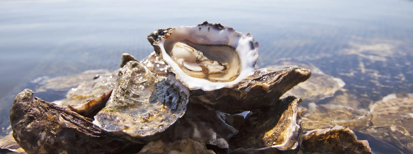 DK Connemara Oysters close-up with clear waters of Ballinakill Bay in the background