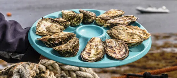 DK Connemara Oysters held on display, on a light teal coloured tray, with the bay in the background.