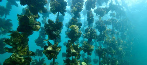 Under-water view of DK Connemara Oyster cages in Ballinakill Bay, Connemara