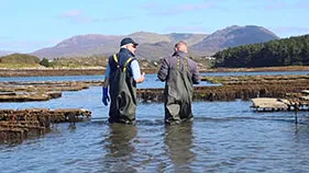 Two oyster farmers, wade away, in the water of Ballinakill Bay, in the Connemara landscape.