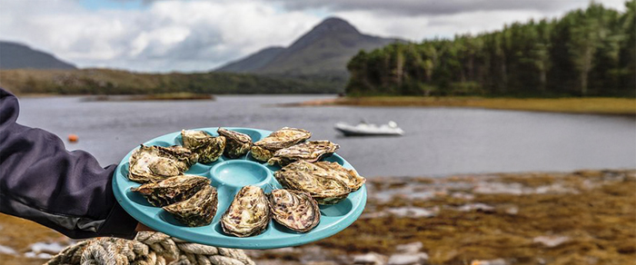 Galway Oyster Festival Tour